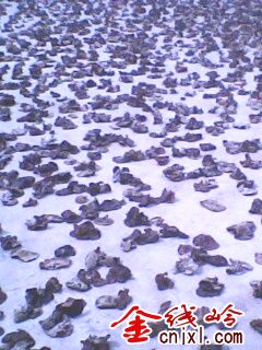 IMG0241A.jpg