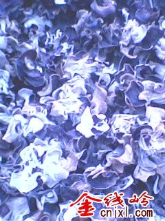 IMG0247A.jpg