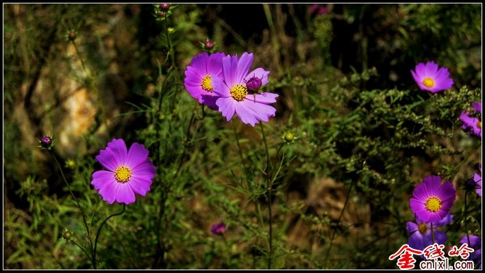 _DSC9475.jpg