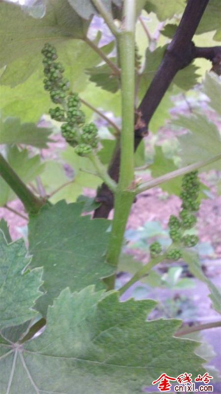 IMG_20120411_073753 ().jpg