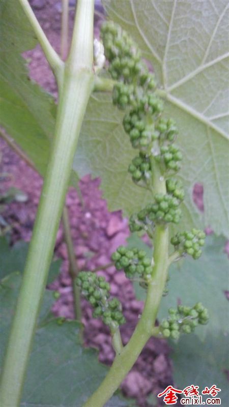 IMG_20120411_073619 ().jpg