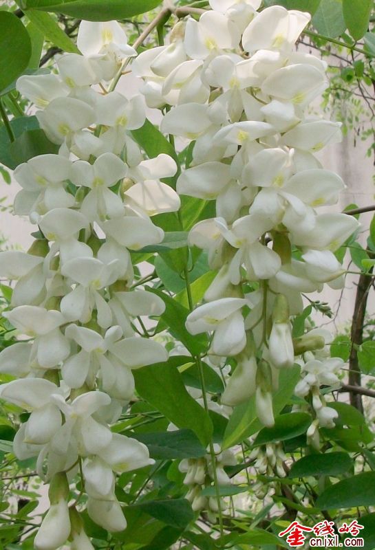 󻱻2012.04.11.JPG