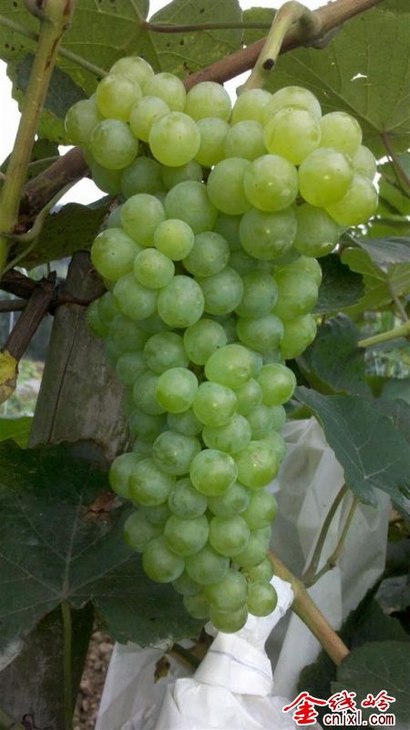 IMG_20120610_113544 ().jpg