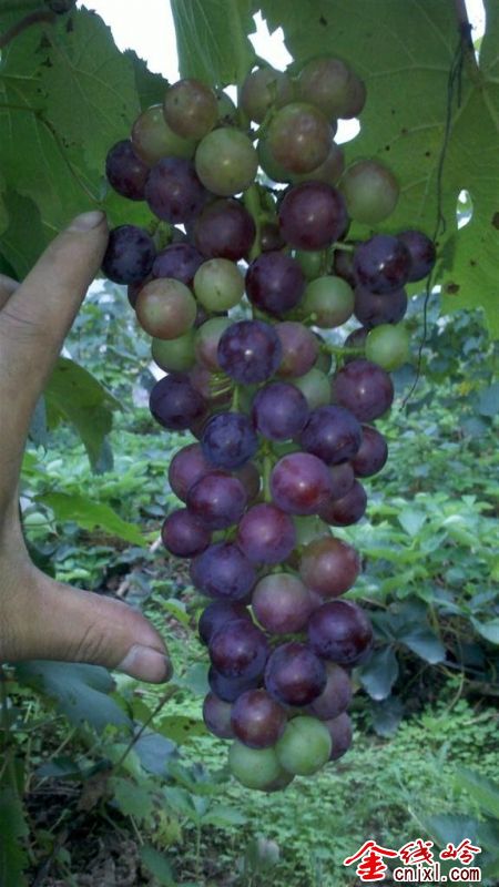 IMG_20120613_182042 ().jpg