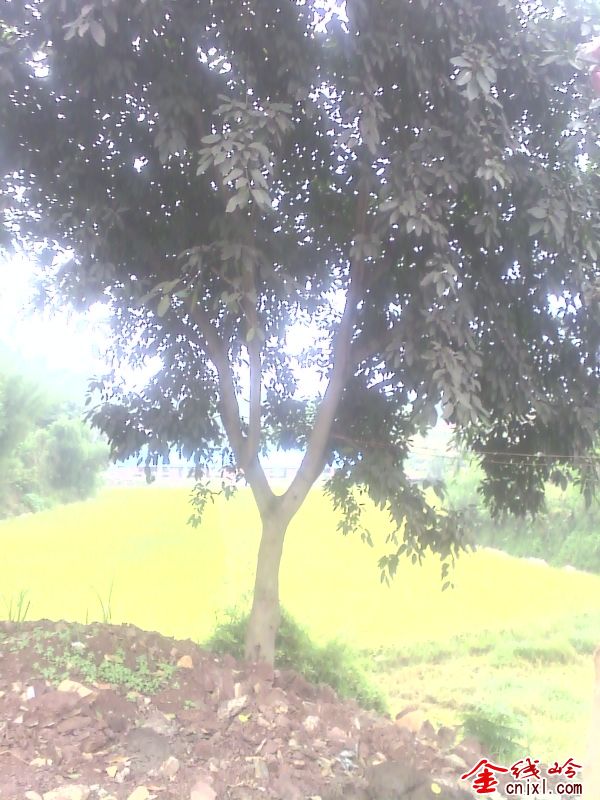 IMG_20120828_174341.jpg