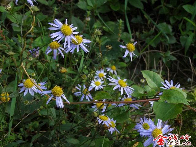 DSC00881.JPG
