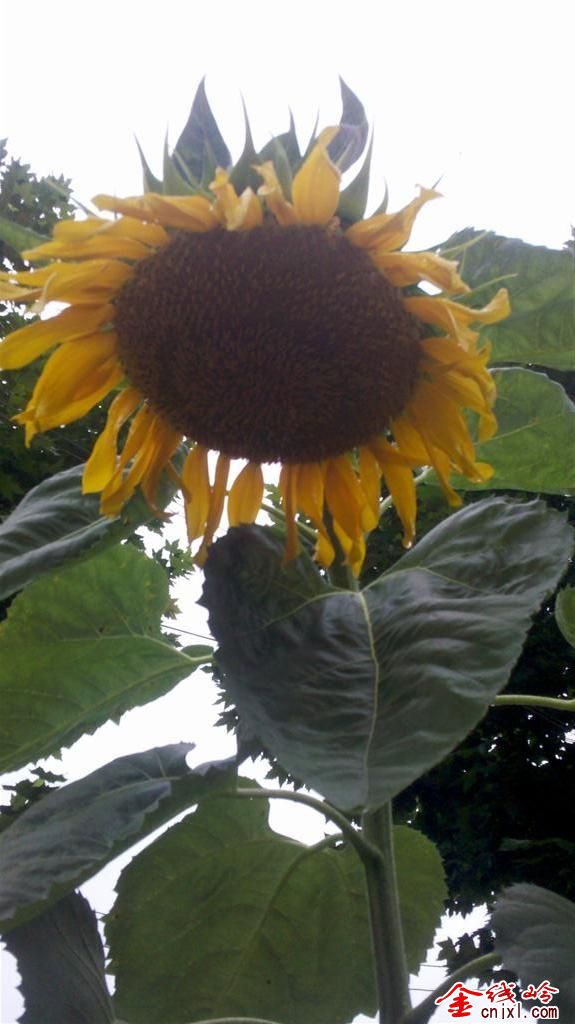IMG_20130622_075101 ().jpg