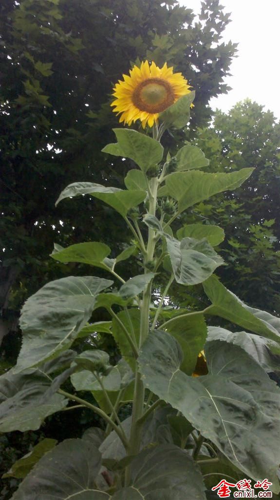 IMG_20130622_075114 ().jpg