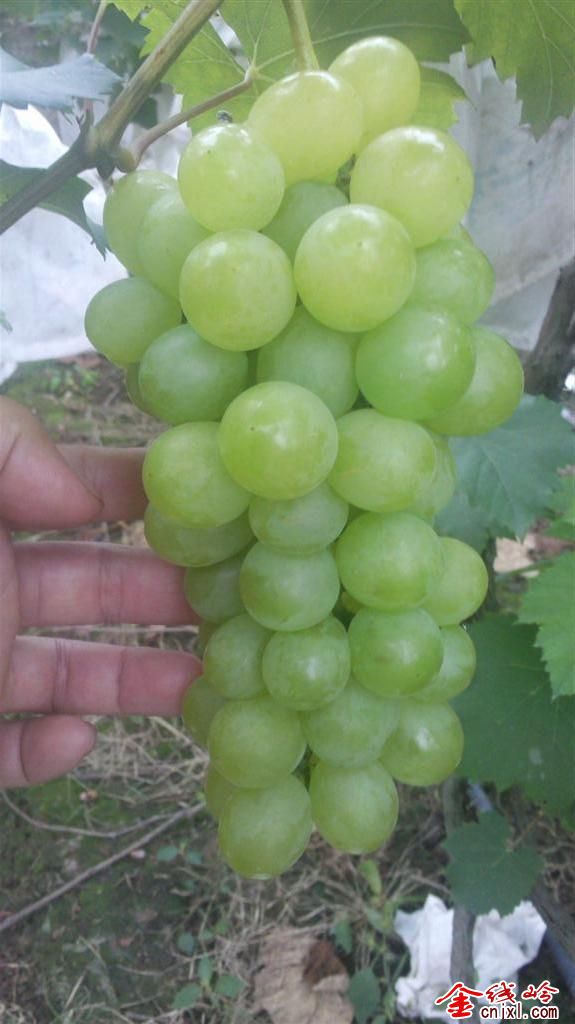 IMG_20130623_095621 ().jpg