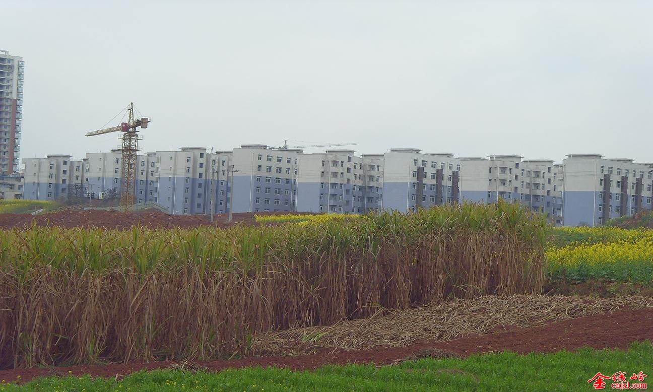 SDC14089.JPG