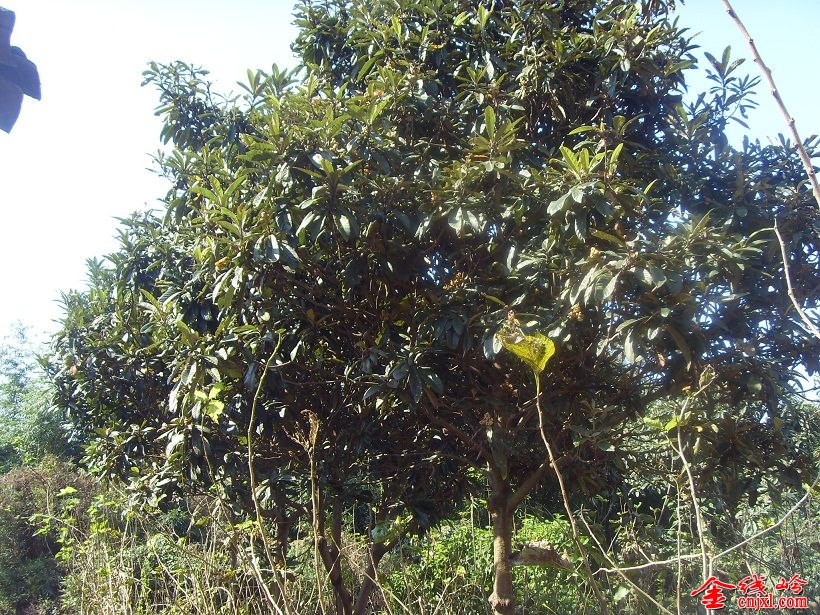 SDC15574.JPG