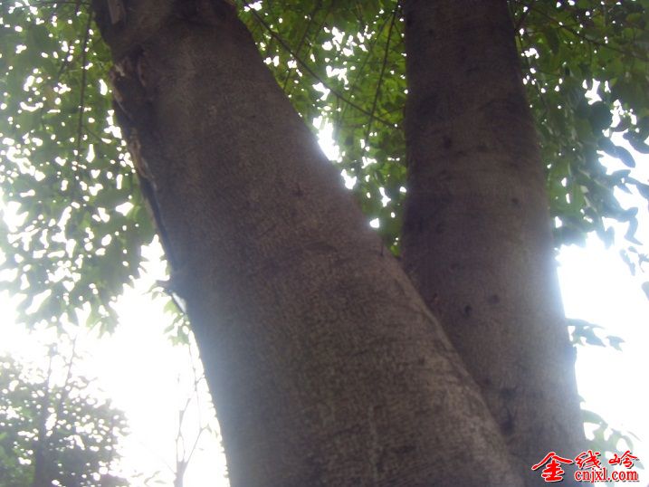 SDC16119.JPG