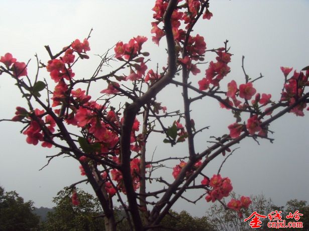 SDC16293.JPG