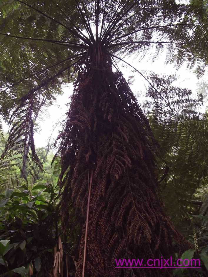 Ʒζʤ죬