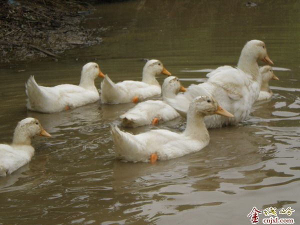 ȥũҳӣ-------1